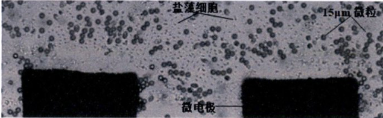 功率放大器